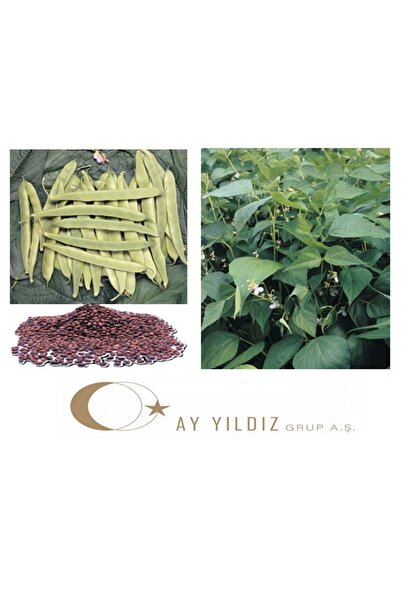 GENAGRİ NADİDE Oturak Taze Fasulye Tohumu 2 kg