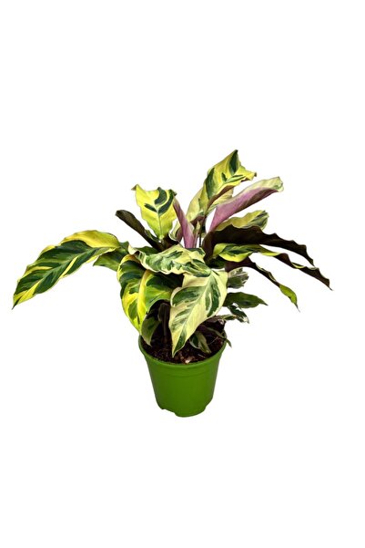 Betonish Calathea 'fusion Yellow' (DUA ÇİÇEĞİ)