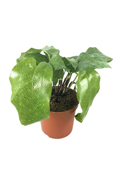 Betonish Calathea Musaica (DUA ÇİÇEĞİ)