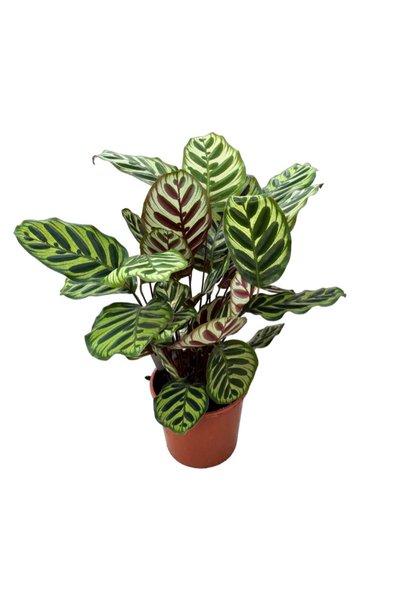 Betonish Calathea Makoyana (DUA ÇİÇEĞİ)