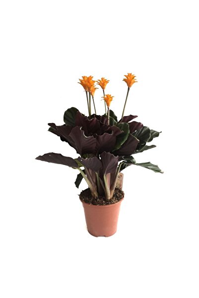 Betonish Calathea Crocata (DUA ÇİÇEĞİ)