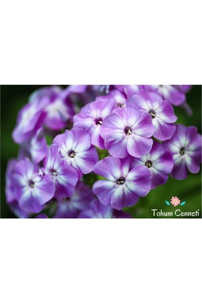 variegataseeds Alev Çiçeği Tohumu Mor Beyaz 10 Adet