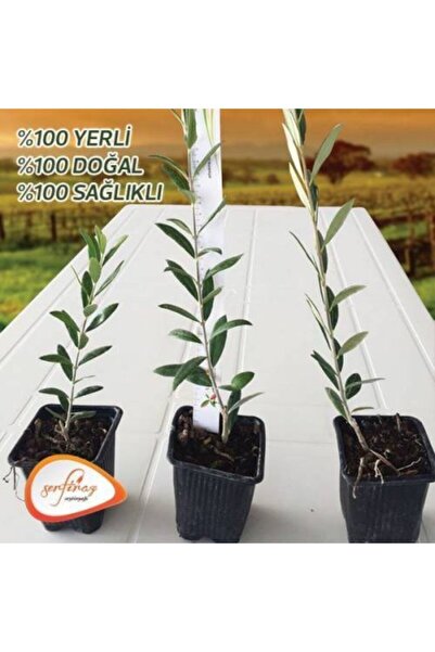 Arbequına Zeytin Fidanı 10 Adet