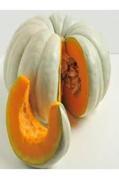 TohumGübre 1 Adet Dev Kestane Bal Kabağı Tohumu