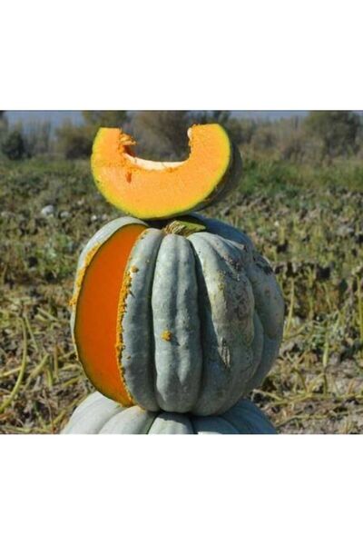 TohumGübre Dev Kestane Bal Kabağı Tohumu (1adet)