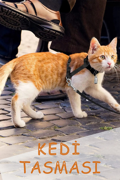 Beatitude Ayarlanabilir Çok Renkli Yavru Kedi Tasması Cins Kedi Gezdirme Kayışı