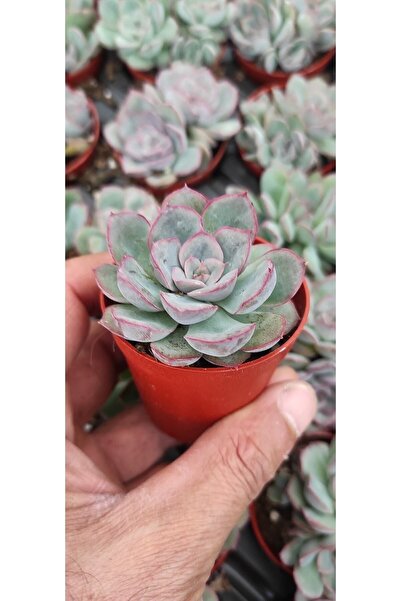 Ravza Çiçekçilik Echeveria apus (sukulent 5.5 cm saksıda)