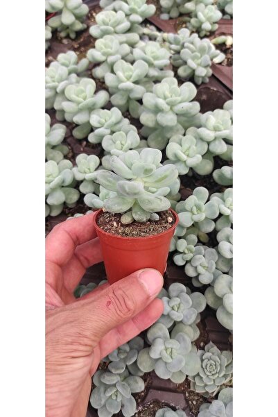 Ravza Çiçekçilik Sedum Clavatum 5.50 Cm Saksıda (ÖZEL TÜR)