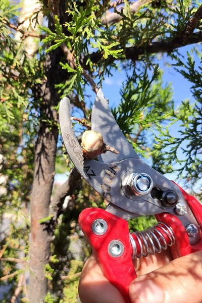 SürLaz Outdoor Cutting and Pruning Scissors - Vineyard Garden Set of 2