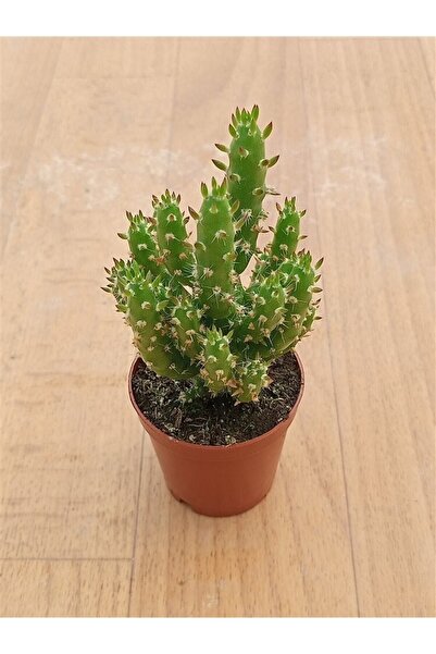Ravza Çiçekçilik Oskaryum Opuntia Subulata Kaktüs