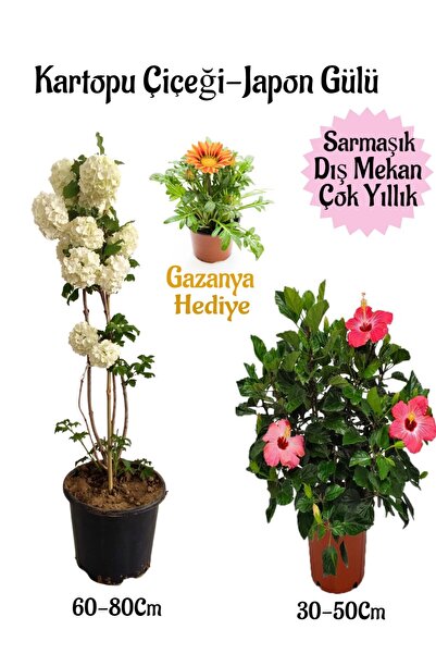 Bitkim Sende Kartopu Çiçeği 1 ADET +Pembe Japon Gülü 1 ADET+Sarı Gazanya Hediye Saksılı Bahçe Seti
