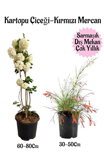 Bitkim Sende Kartopu Çiçeği 1 ADET +Kırmızı Mercan 1 ADET Saksılı Bahçe Peyza...