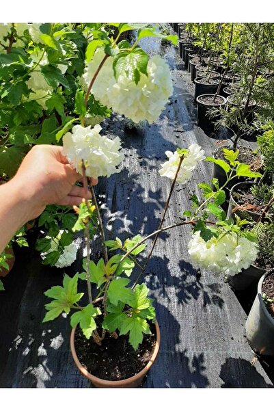 Bitkim Sende Kartopu Çiçeği 1 ADET +Pembe Japon Gülü 1 ADET+Sarı Gazanya Hediye Saksılı Bahçe Seti