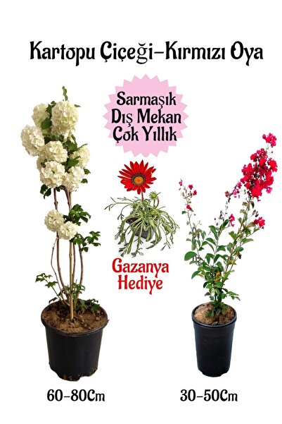 serada decor & plant Kartopu Çiçeği 1 ADET +Kırmızı Oya Ağacı 1ADET+Kırmızı G...