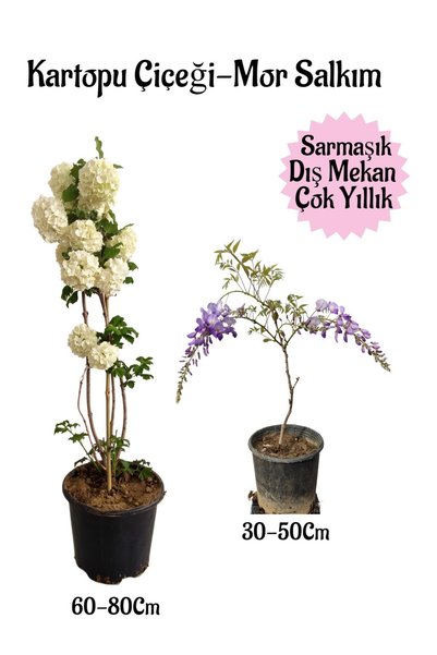 Bitkim Sende Kartopu Çiçeği 1 ADET +Kokulu Mor Salkım 1ADET Saksılı Bahçe Pey...