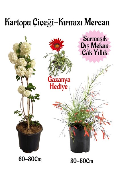 Bitkim Sende Kartopu Çiçeği 1 ADET +Kırmızı Mercan 1 ADET+Kırmızı Gazanya Hed...