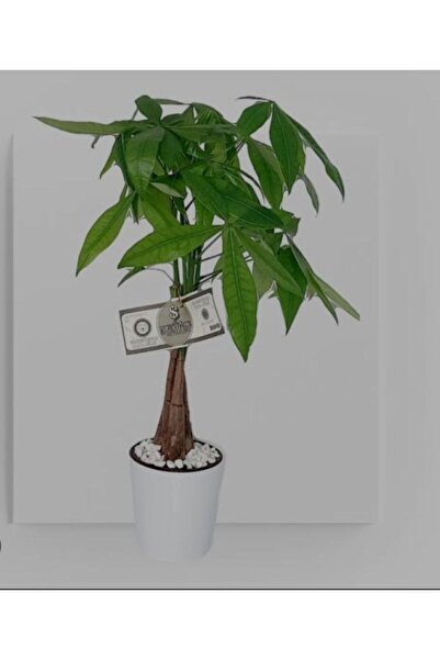 Lina'sFlorist Para Ağacı (Pachira Aquatica)
