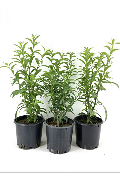 gardenata 3 adet Tüplü Melisa Çiçeği, Akşam Sefası, Parfüm Çiçeği Dolgun Form Saksılı