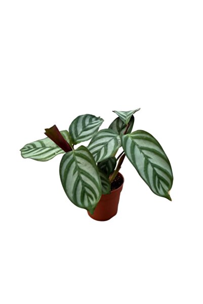 Betonish Calathea Majestica 'exotica' (DUA ÇİÇEĞİ)