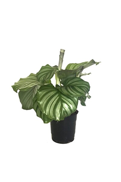 Betonish Calathea Orbifolia (DUA ÇİÇEĞİ)