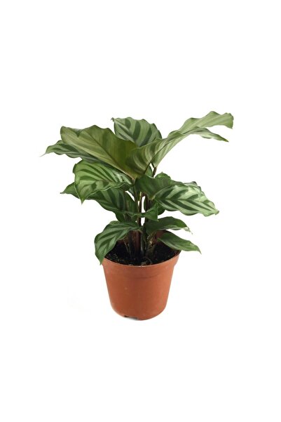 Betonish Calathea Concinna 'freddie' - Ev Ve Ofis Bitkisi - Dua Çiçeği