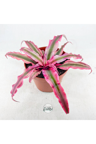 Gurme Bitki Cryptanthus Bivittatus "pink Star" (8.5 Cm Saksıda) Bromeliad