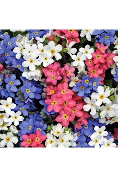 variegataseeds Unutma Beni Çiçeği Tohumu Karışık 5 Adet