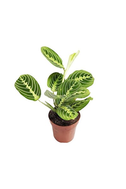 Betonish Calathea Maranta 'Lemon Lime' (Dua Çiçeği)