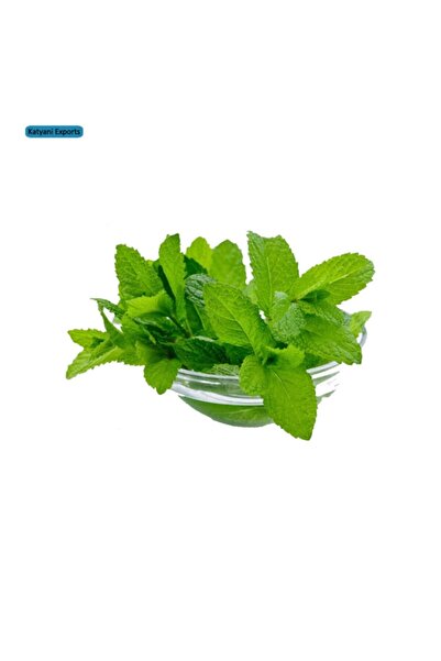 variegataseeds Nane Spearmint Tohumu 10 Adet