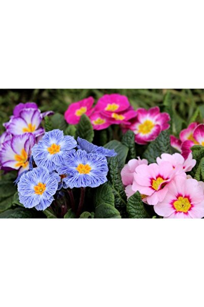variegataseeds Çuha Çiçeği Tohumu Karışık 5 Adet