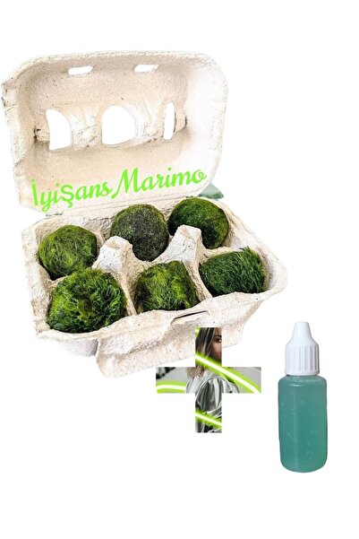 İyişans Marimo 6 Adet Marimo Baby Feeder Hediyeli Mossball Şans Getiren Yosun...