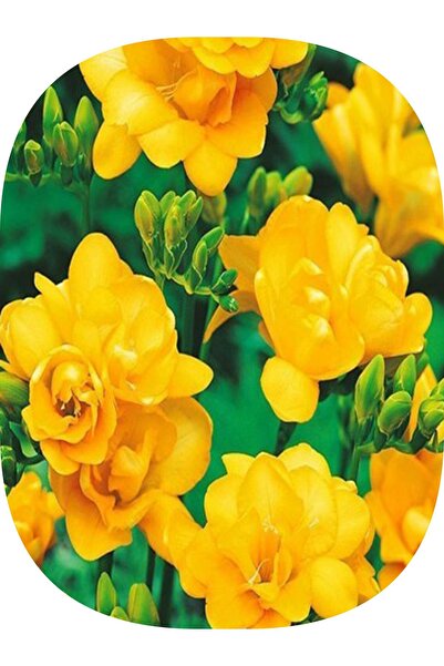 Genel Markalar 4 Adet Sarı Frezya ( Freesia Bulbs ) Çiçeği Soğanı Katmerli Mi...