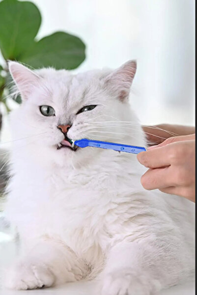 PUGALO KEDİ DİŞ FIRÇASI 4'LÜ