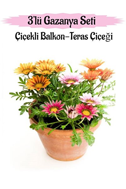 serada decor & plant Pembe-Kırmızı-Sarı Renk Gazanya Çiçeği 3 ADET Saksılı 10...