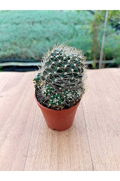Genel Markalar Rebutia Aylostera Albiareolata Kaktüs 5,5 Cm Saksıda Dolgun Ve...