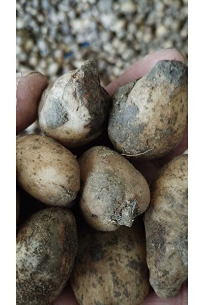 ZEYSEN TROPİKAL Salep Fidesi 55 Adet Orkide Orchis Serapias Arılı Sahlep