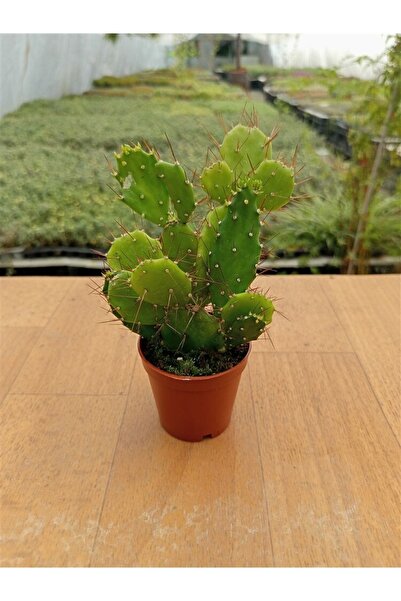 Genel Markalar Brasiliopuntia 5,5 cm Saksıda