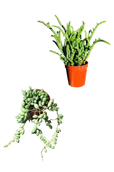 SOcactus Tespih Çiçeği - Prenses Çamı Kaktüs Sukulent