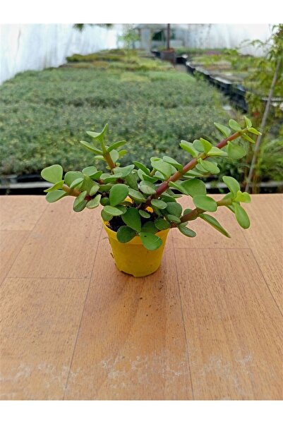 sukulentkaktus Portulacaria Afra Variegata ( Yeşil Fil Azığı ) ( 5,5 Cm Saksı...
