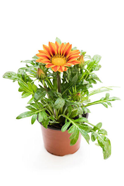 Bitkim Sende Kartopu Çiçeği 1 ADET +Pembe Japon Gülü 1 ADET+Sarı Gazanya Hediye Saksılı Bahçe Seti