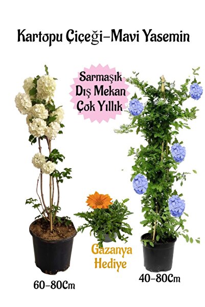 Bitkim Sende Kartopu Çiçeği 1 ADET +Mavi Yasemin1 ADET+Turuncu Gazanya Hediye...