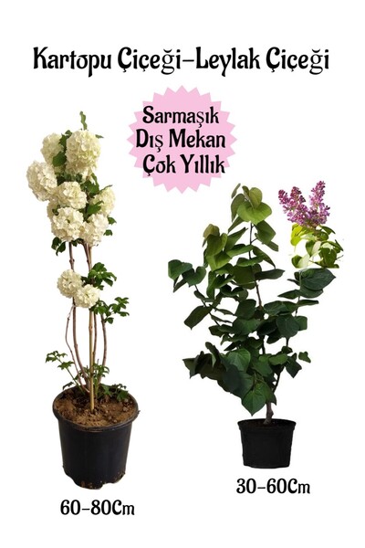 Bitkim Sende Kartopu Çiçeği 1 ADET +Kokulu Leylak Çiçeği 1 ADET Saksılı Bahçe...
