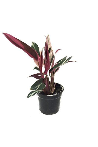 Betonish Calathea 'triostar' (DUA ÇİÇEĞİ)