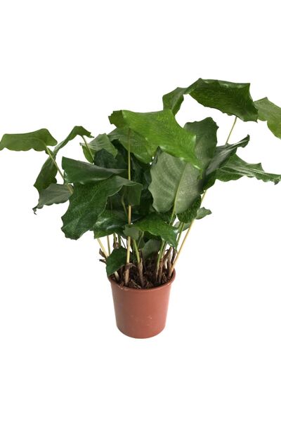 Betonish Calathea Musaica ‘network’ (DUA ÇİÇEĞİ)