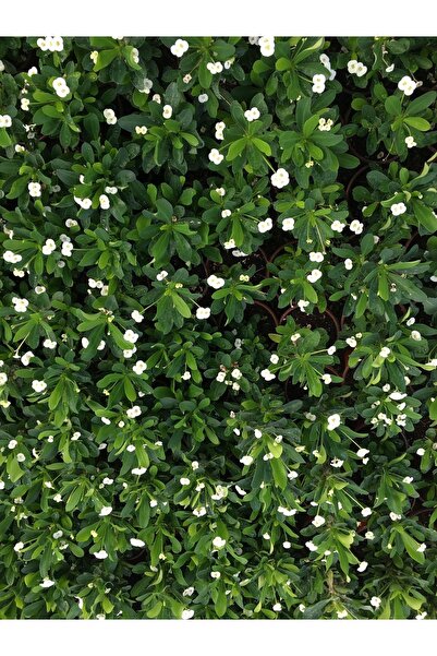 Thorns Crown Floral Imported Dutch National (WHITE)