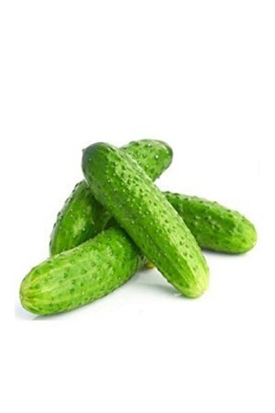 variegataseeds Kornişon Salatalık 15 Adet