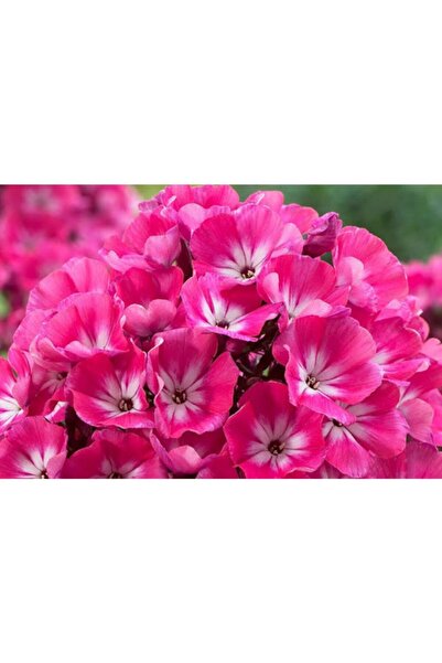 variegataseeds Alev Çiçeği Tohumu Pembe 10 Adet