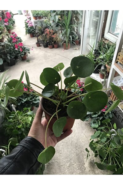 Elit Çiçek Sarayı Pilea Tek Kök (çin Para Ağacı)