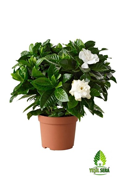 Gardenia Flower Gardenia Jasminoides 13 Cm Houseplant in Pot Office Plant Living Room Plant