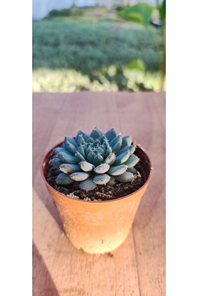 Ravza Çiçekçilik Echeveria Setosa Deminuta ( 5.5 Cm Saksıda Çiçek Açan Sukulent)